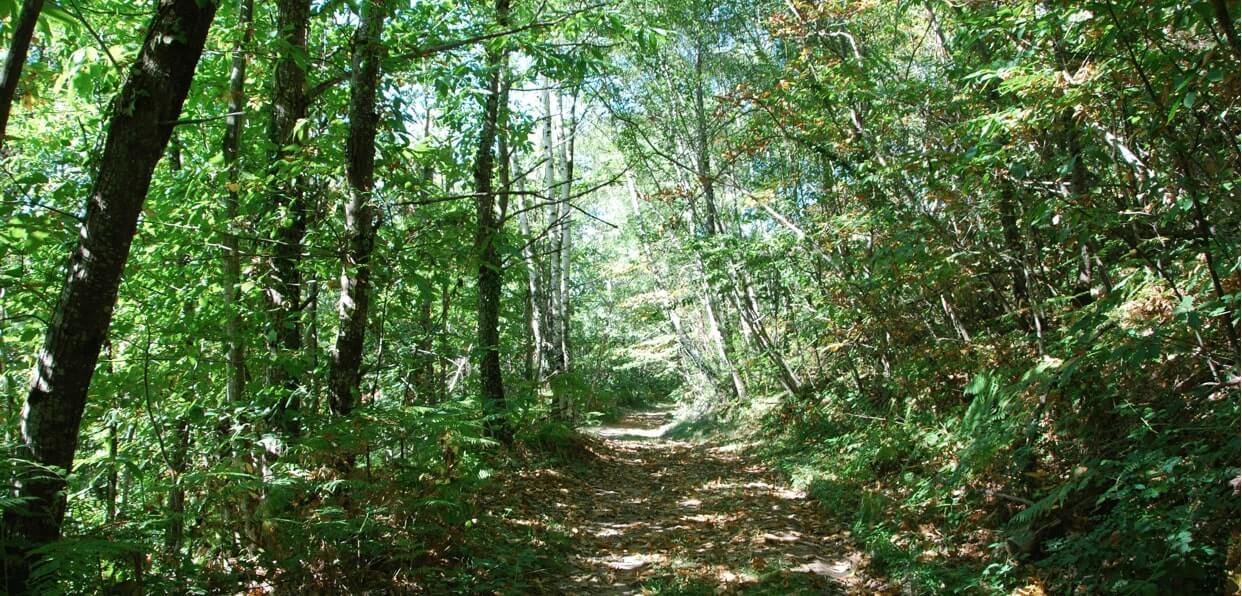 Préserver la diversité de la forêt française