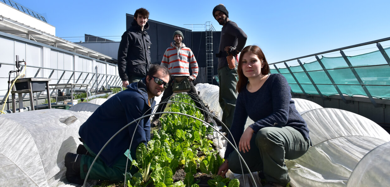 CultiCime : Insérer des personnes loin de l’emploi à Aubervilliers sur une activité de maraîchage écologique sur toiture.