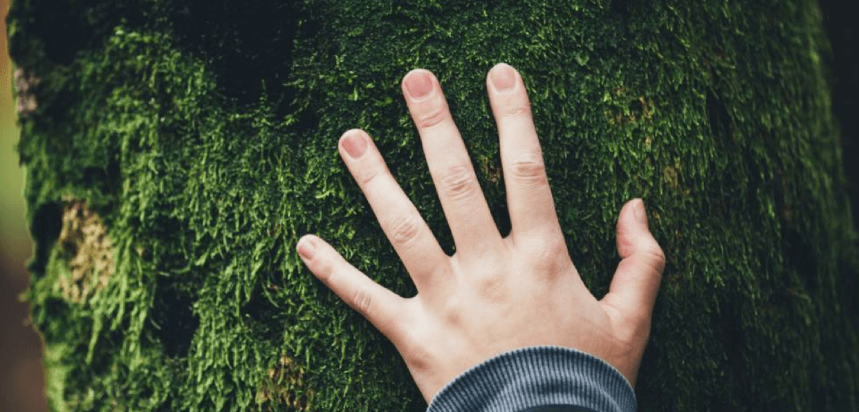 Agir pour préserver la nature en réhabilitant les écosystèmes