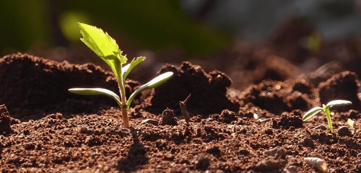 Installer une forêt jardinée chez une jeune maraichère dans l’Hérault